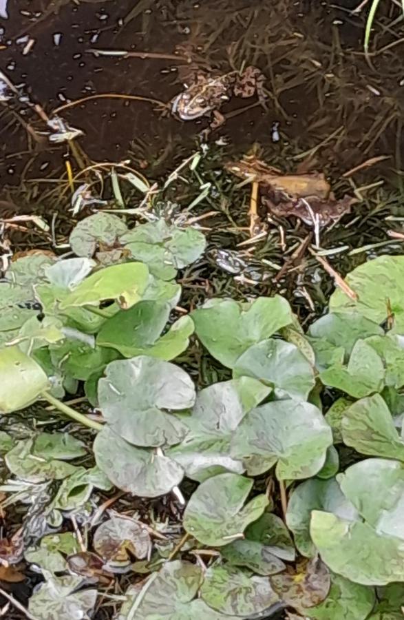 La Casa De Las Ranas Poio Luaran gambar